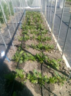 Click for 3 image(s) for this accession. Field